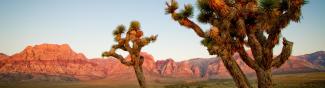 Joshua Tree landscape cropped Joshua Tree landscape cropped