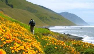 Lost Coast Poppies