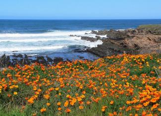 MonDeOro Poppies