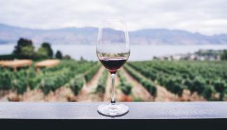 Wine glass with vineyard in the background
